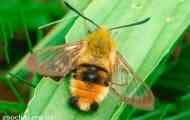 Schabiizo bumblebee, или brahnik scabios