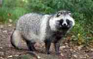 Куче raccoon опис и слика, неговата разлика од raccoon