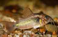 Somomik golden, фати (corydoras anene)
