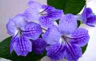 Streptocarpus: содржина, репродукција.грижа, штетници, фотографии, видео...