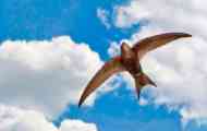Martlet
