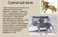 Летен волк: историја и опис на тасмански тигар