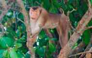 Macaque свиња