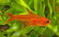 Tetra amanda hyphessobrycon аманда опис фото