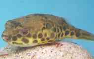 Tetraodon leopard или charotel (tetraodon schouudeni)