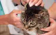 Cat's eyel tick опис, симптоми, причини за инфекција, ефикасен третман...