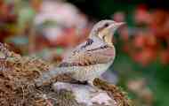 Wryneck