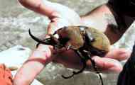 Beetle-slephant