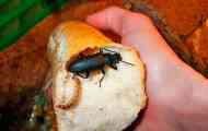 Zofobas beetle и неговите ларви