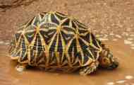 Star turtle: домашна нега, слика