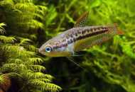 Gourats - упорни и скромен аквариум риба