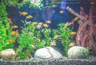 Карактеристики на содржината на жителите на аквариумот...