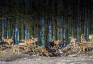 Зошто волкот се нарекува волк?