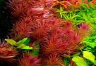 Репродукција на аквариум растенија