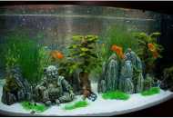 Совети, проблеми и решенија поврзани со однесувањето на аквариумската риба во...