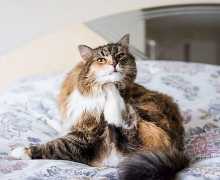 Дијагноза и третман на алергии во мачки