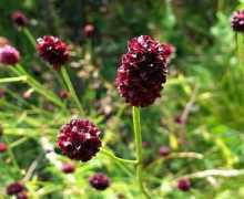 Медицински растенија: опис, својства, ставови...