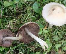 Лажни правци