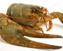 Круз: опис, ставови, фотографии