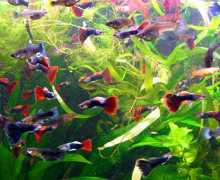 Избор на аквариум риба