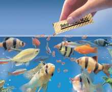 Аквариумски методи за исхрана