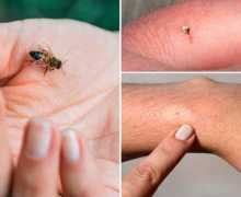 Која е разликата помеѓу пчелите, оските и бумбарите? Како изгледа пчела?...