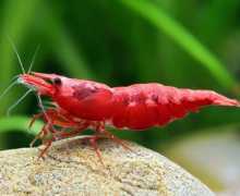 Видови на аквариум ракчиња