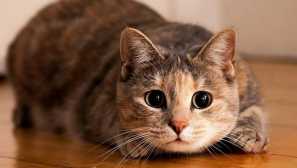 5 Земји каде што не им се допаѓа мачки: за кои purr падна таму во немилост
