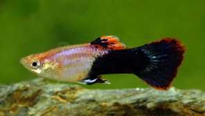 55 Различни видови на guppy: слика, наслов, опис