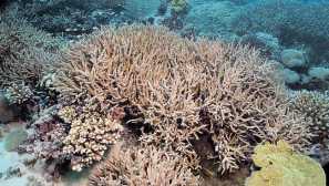 Acropora formosa