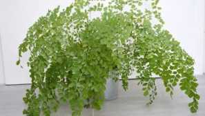 Adiantum venus коса
