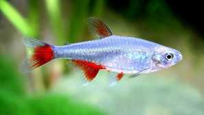 Atiopharaks ratbuna -akvarium риба.