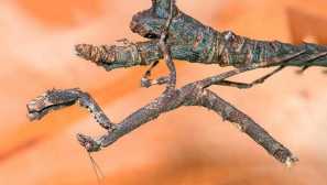 Африкански bodle mantis