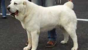 Алабаи (централен азиски овчар): карактеристики на расата, опис, нега и содржина од хранење, стандарди, добрите и лошите страни