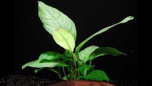 Anubias heterophilla: опис, содржина, одгледување.