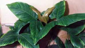 Anubias giant содржина репродукција опис фото.