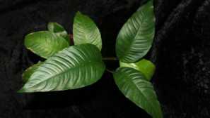 Anubias congolese содржина во аквариумот