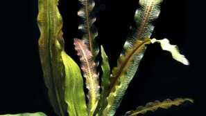 Апоногетон трансфер (aponogeton rigidifolius): содржина, репродукција.