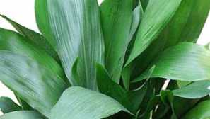 Aspidistra: содржина, опис, фото, видео, одгледување, видови, наводнување