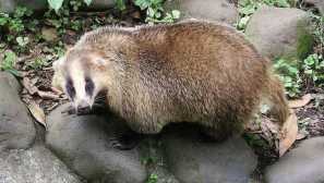 Badger