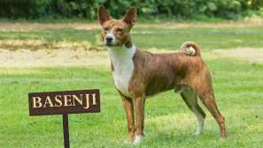 Basenji - поголемо куче со африкански корени