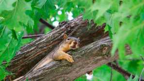 Верверица serya, или karolinskaya верверица