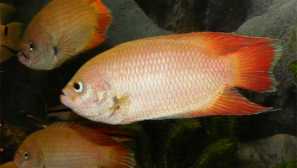 Комплетна содржина на содржината на содржината на содржината на macooopod ceylon.