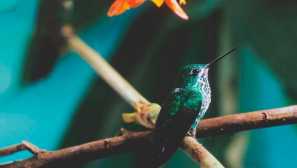 Benjamins hummingbird