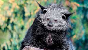 Binturong