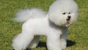 Bichon frieze: опис на расата, грижа, карактер на кучето
