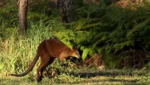Мочуриштето wallaby