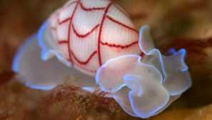 Bully-ageed mollusk bullina lineata