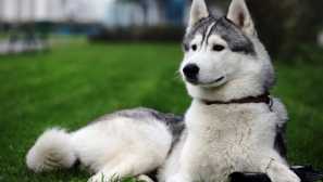 Која е разликата помеѓу хаски од сака: такви слични, но сепак различни раси на кучиња