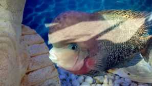 Cichlasoma виножито
